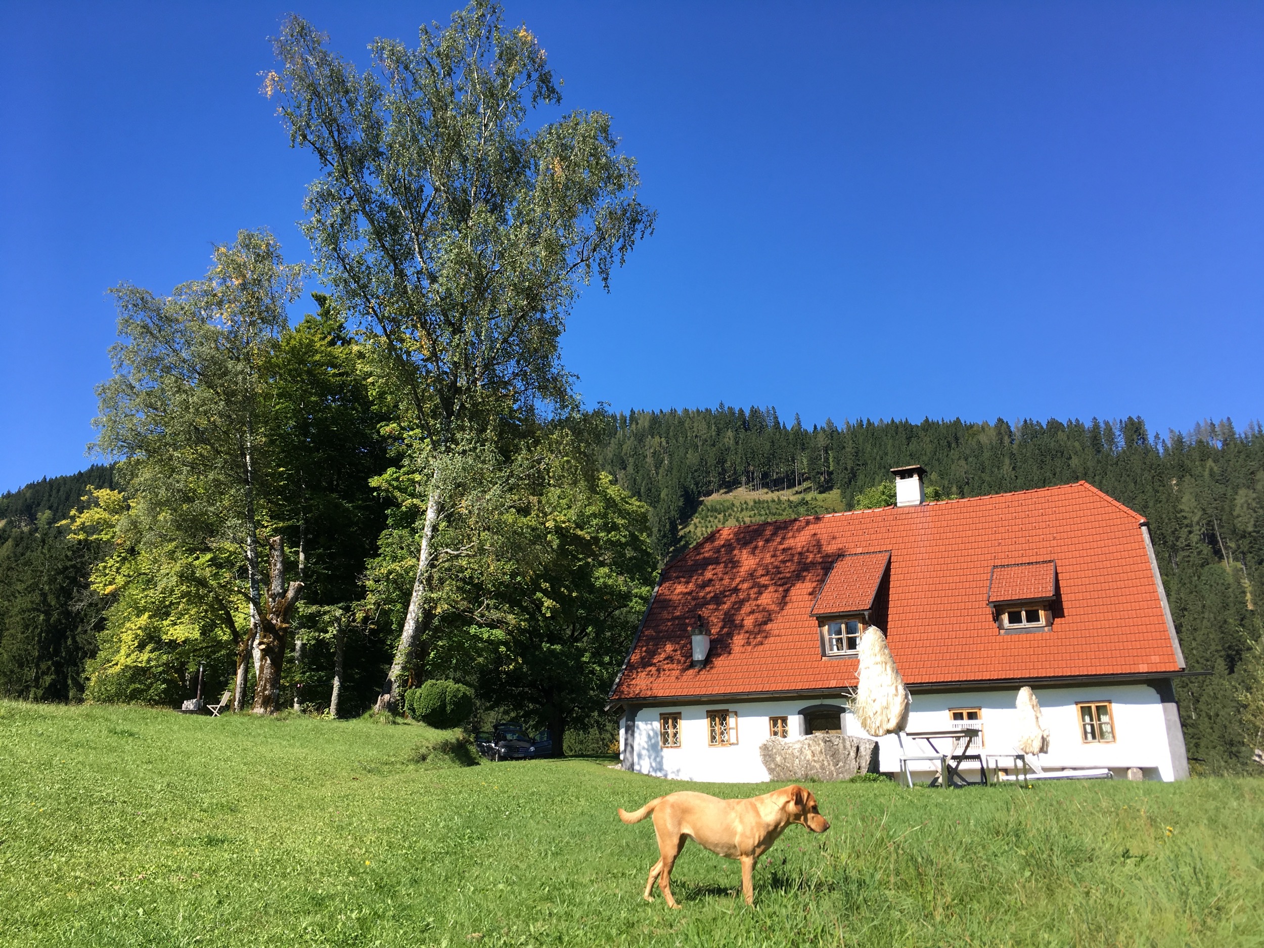 HInterbreiteneben Hund c Johannes Hoyos