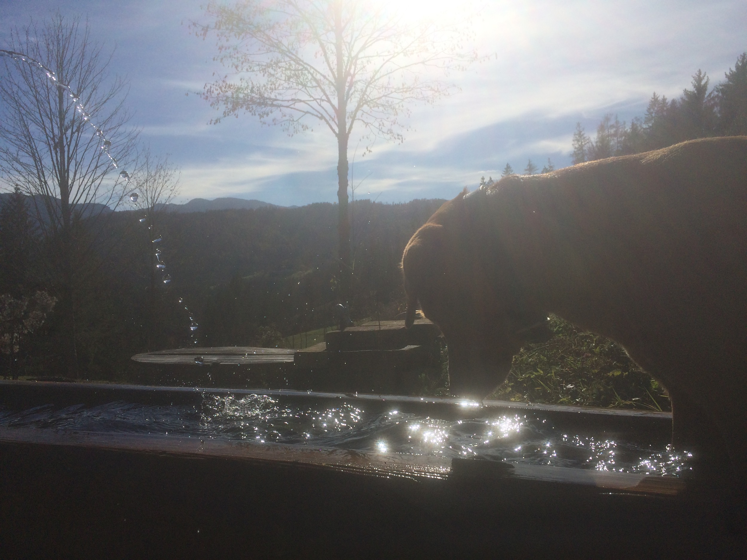 Hinterbreiteneben Holzknechthuette Hochsommer Hund Brunnen 3
