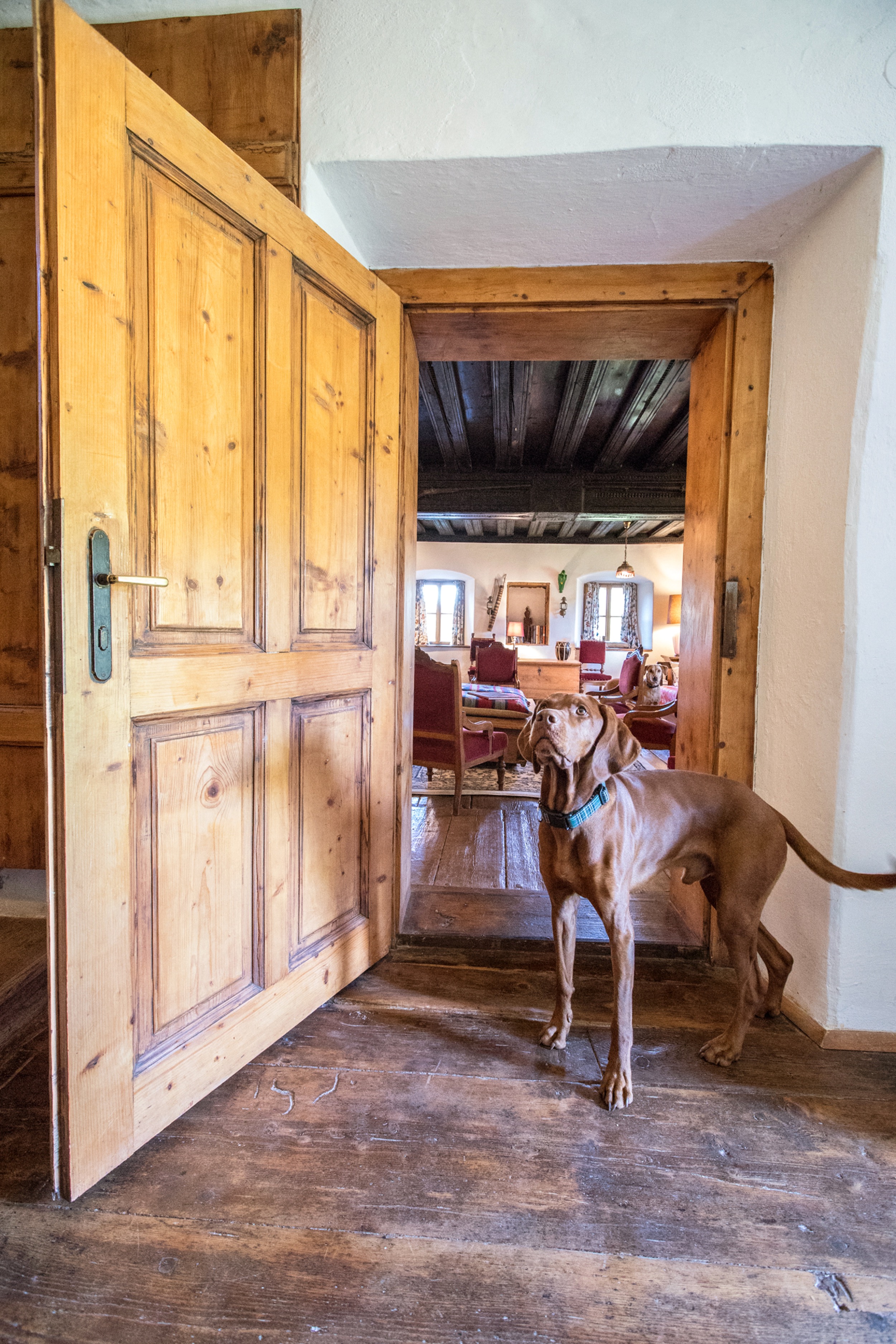 Hinterbreiteneben-Hund-c-Joseph-Gasteiger