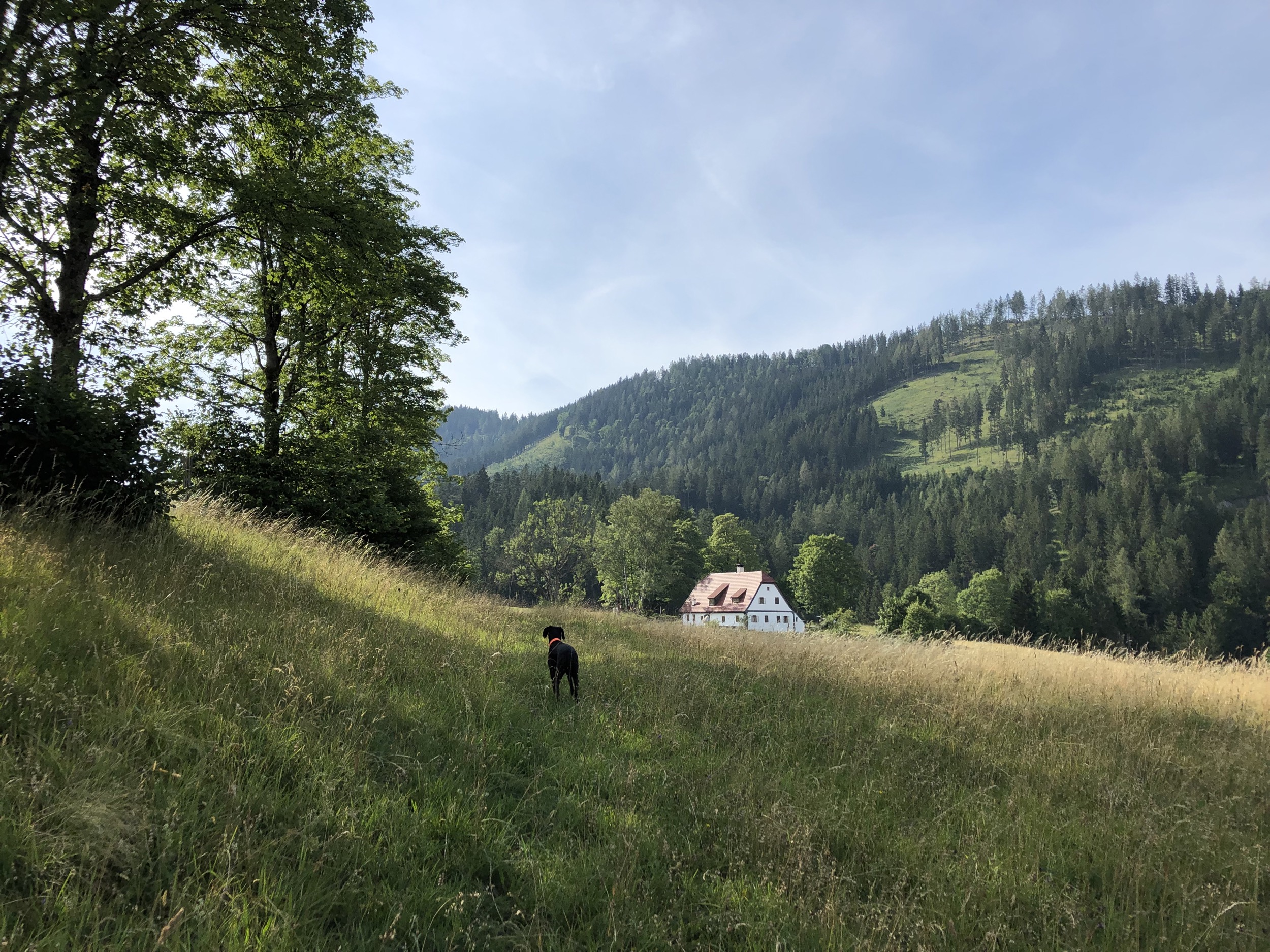 Hinterbreiteneben StimmungmitHund