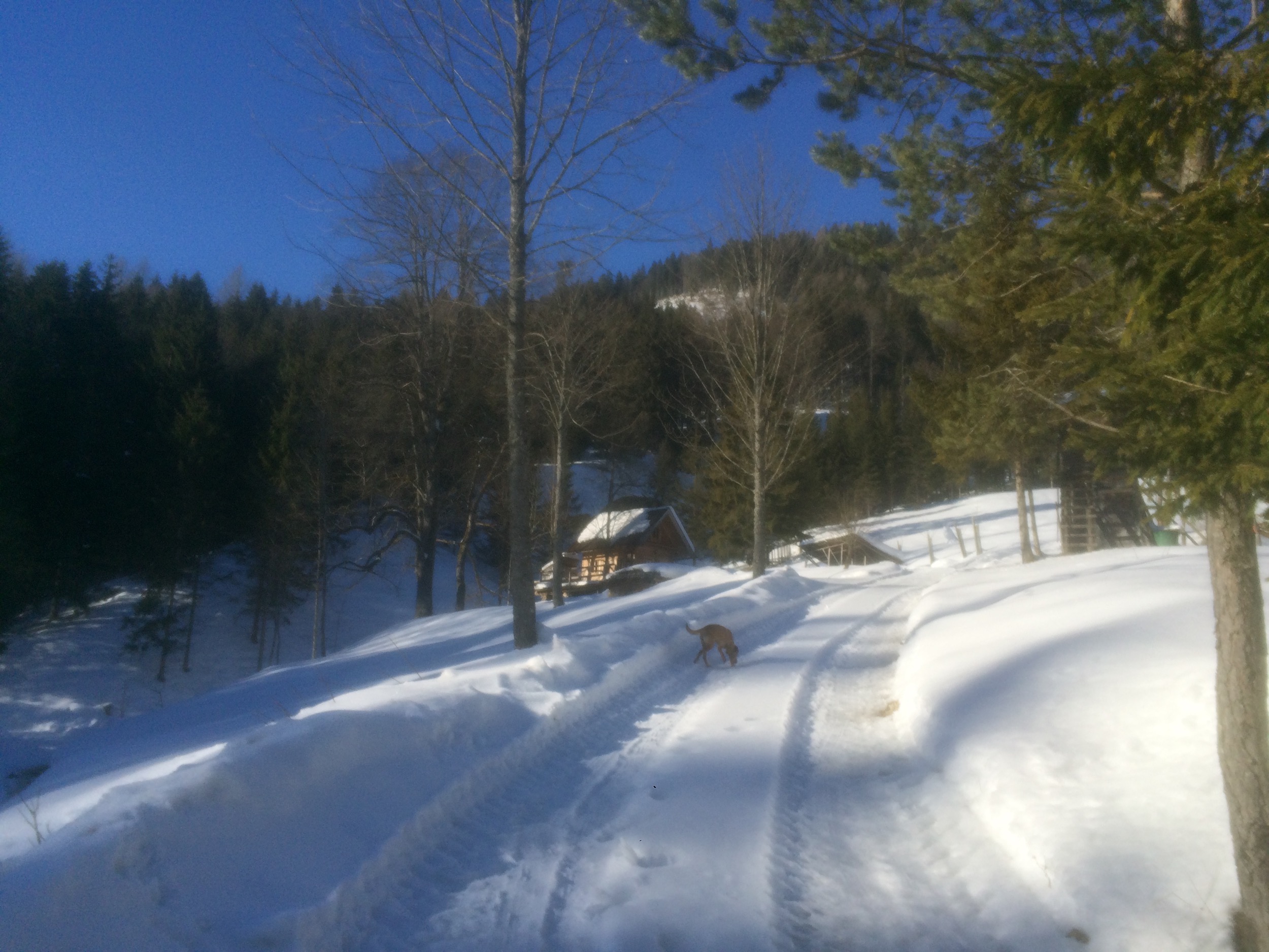 Holzknechthuette Zufahrt Winter