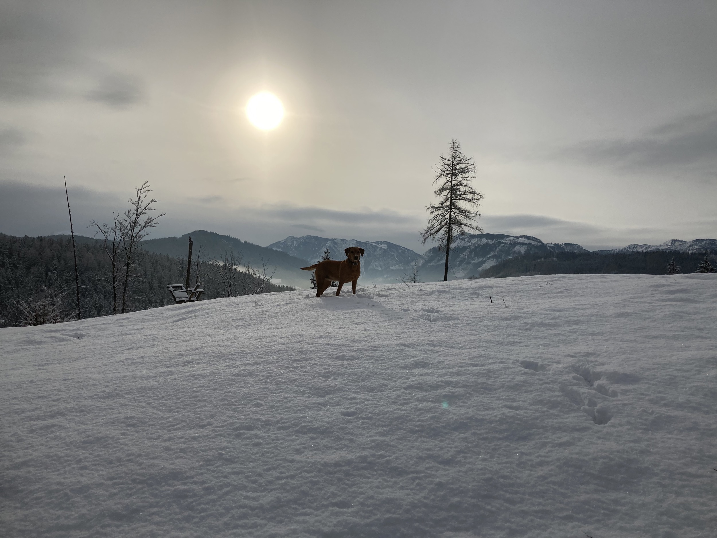 Hund bei Holzknechthuette im winter