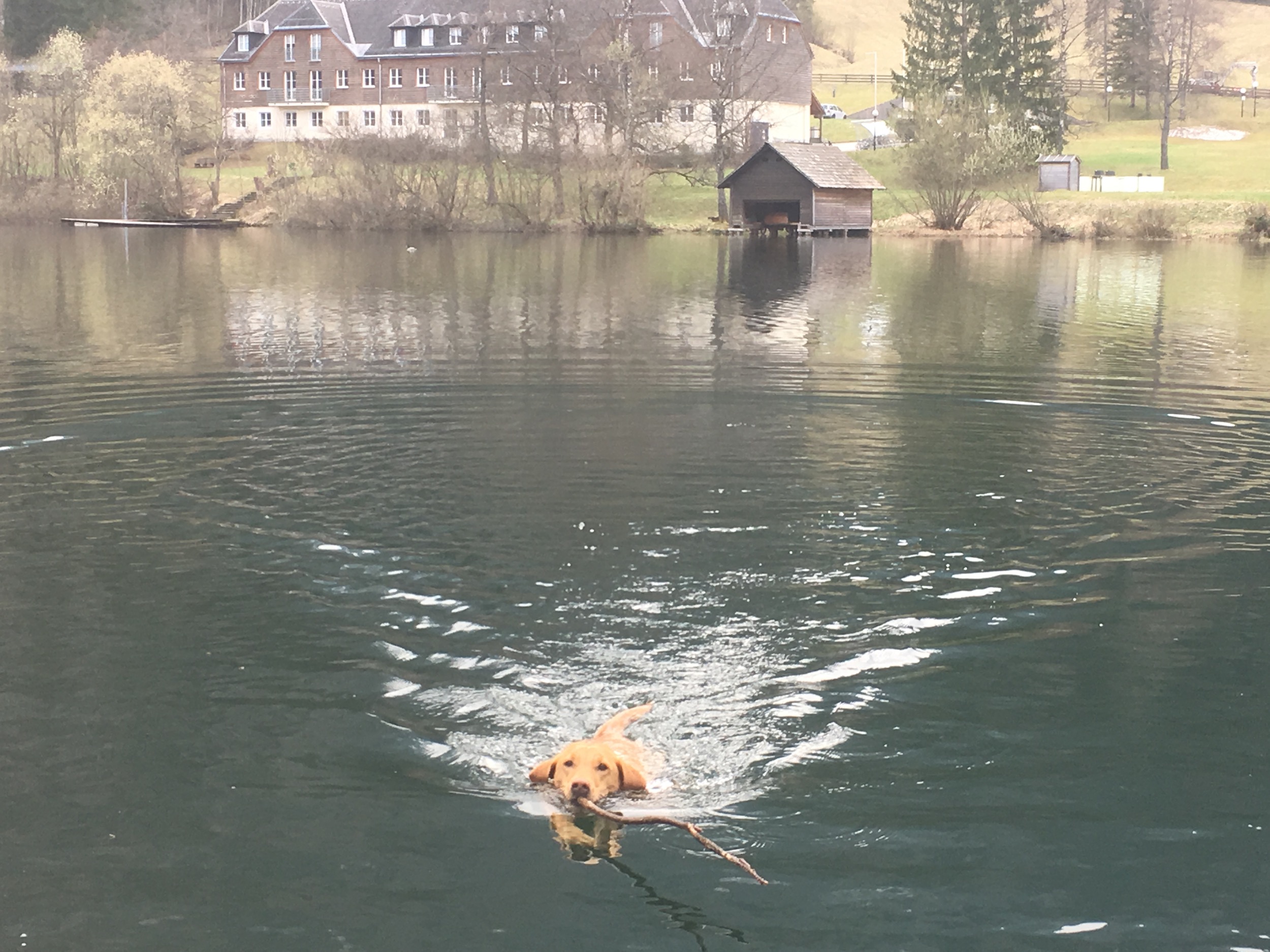schwimmen am lunzer see 2